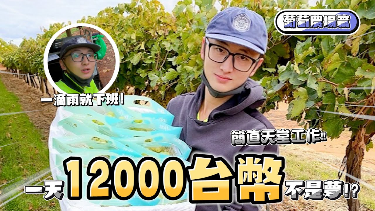 [2022]澳洲打工度假：農場最爽🤔農作物沒有之一！？|一天就可賺 1萬2台幣 | Working in Mildura Australia 🇦🇺