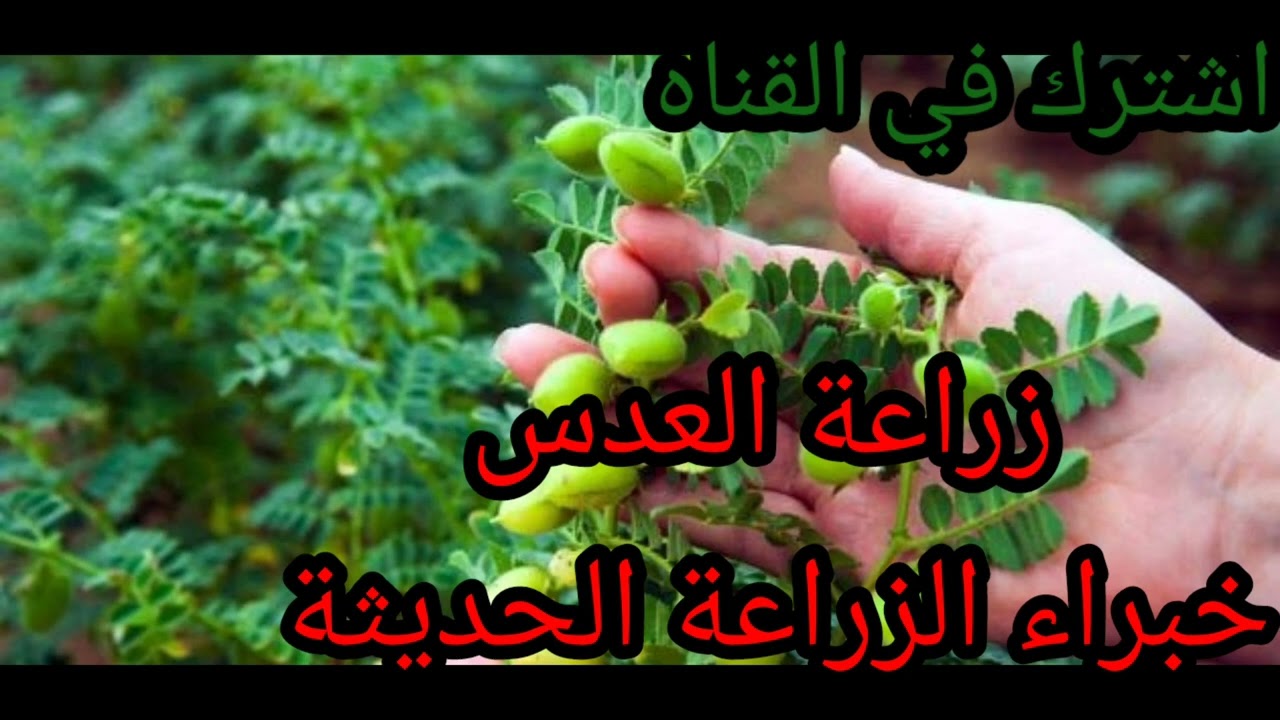 زراعة نبات العدس موعد الزراعة وطريقة الزراعة والري والتسميد ومعدلات الإنتاج