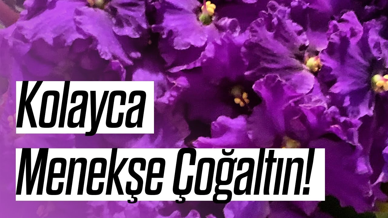 Kolayca Menekşe Çoğaltın! (Menekşe Nasıl Çoğaltılır ve Saksı Değişimi Yapılır?)