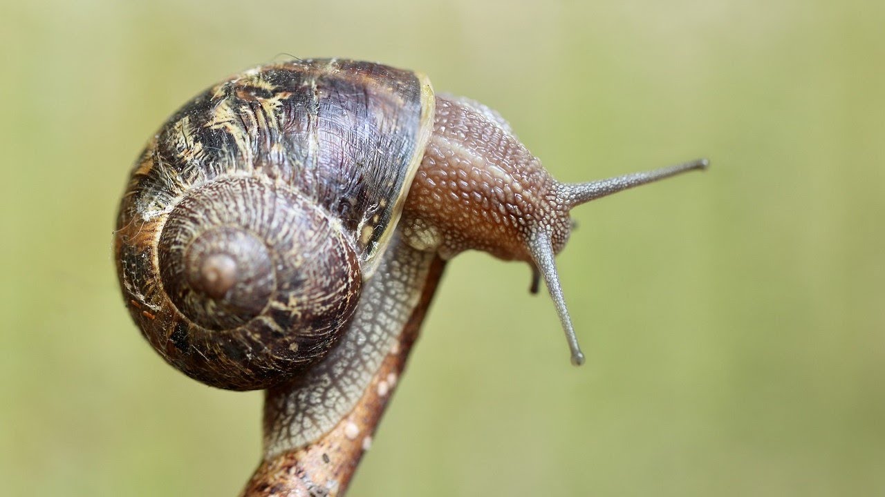 Only for lovers of snails and slugs! Gastropods of Israel