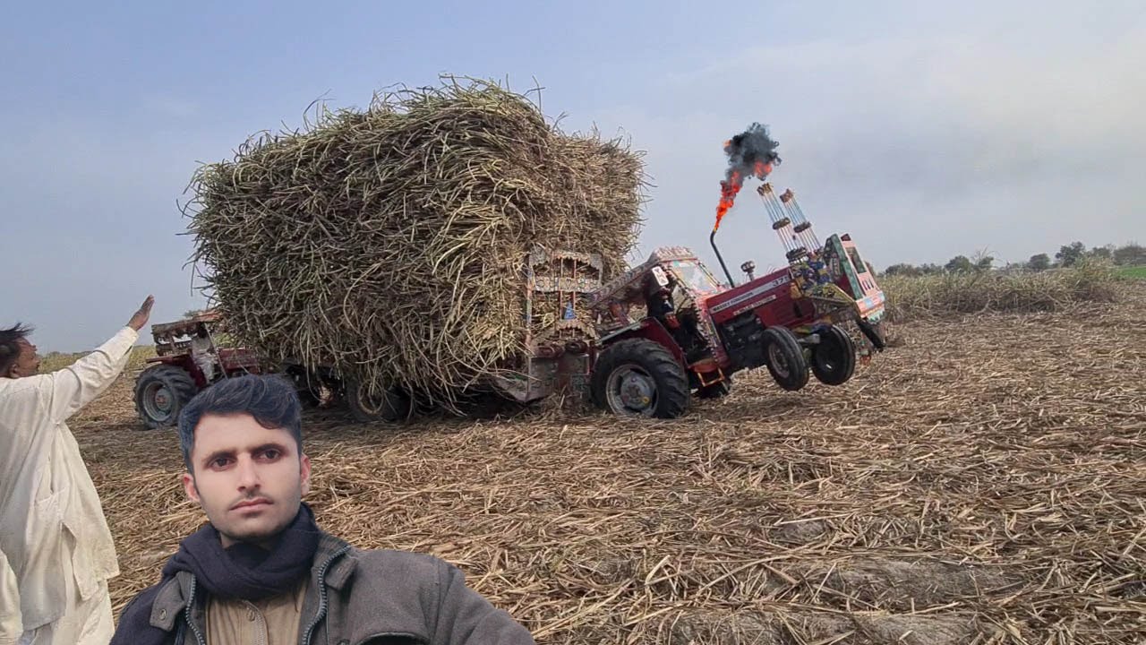 MF 375 Tractor Pulling The Heavy Loaded Sugarcane Trolley In Fields With Ultra Power And MF 385