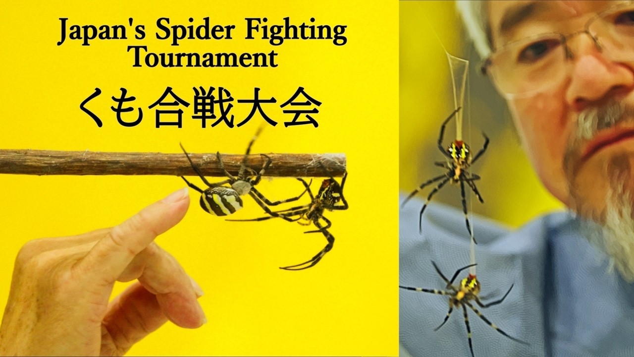 There's a Spider Fighting Tournament in Japan! And I Participated! Explore Make Art. #くも合戦大会