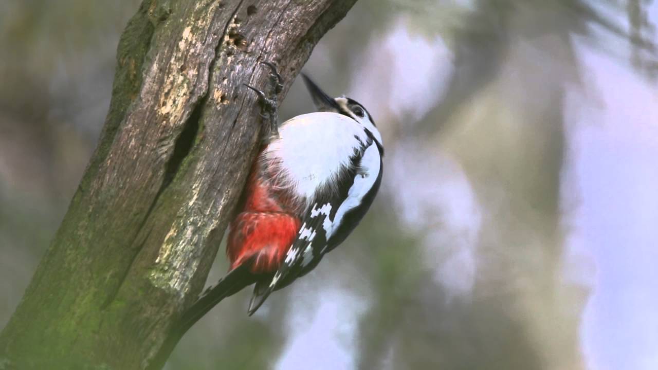Great spotted Woodpecker drumming 30.04.16.