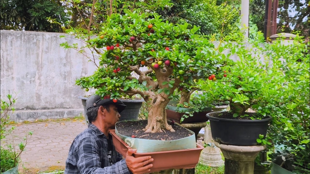 Next Sianci: Bonsai Sianci Dicek Bareng Pak Haji yang Super Kocak! 😂