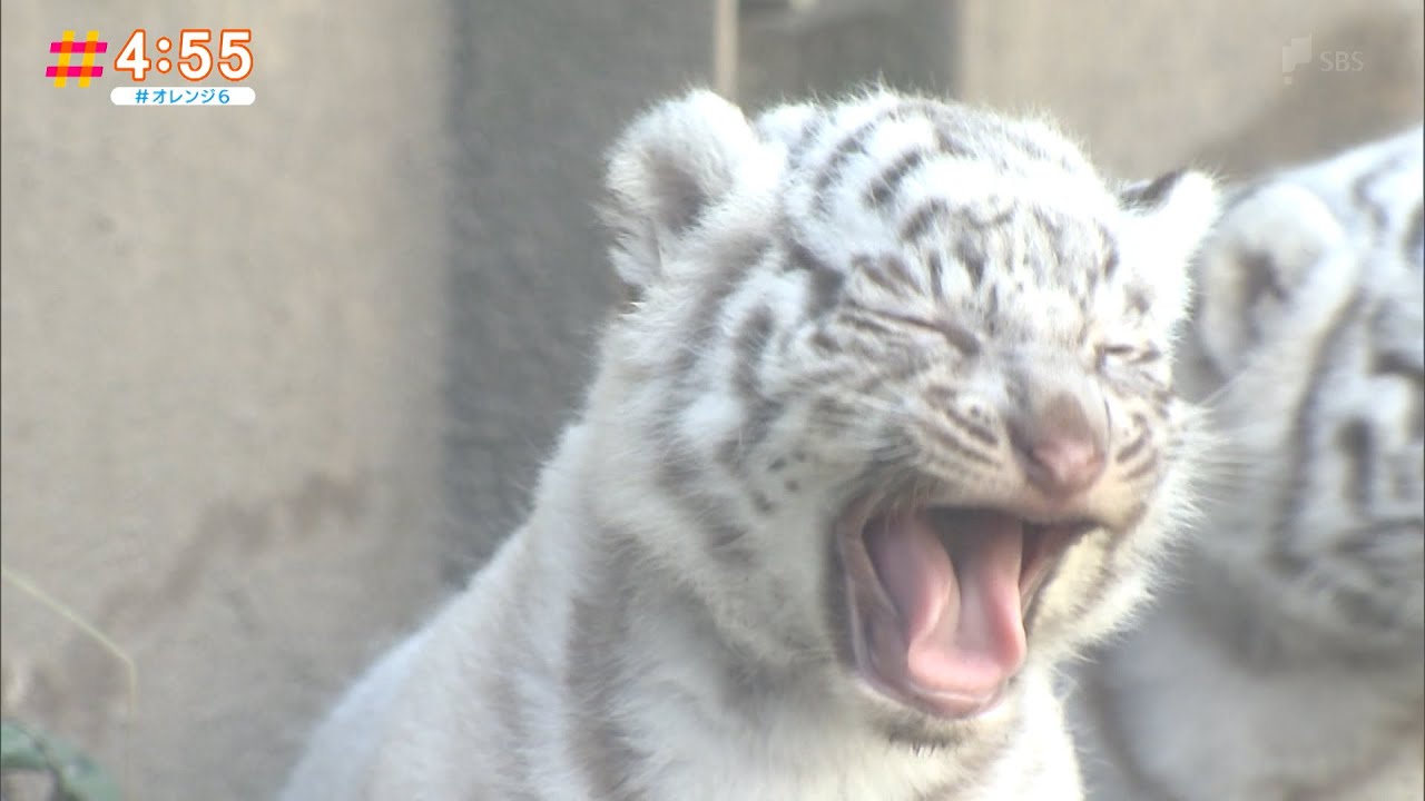 一般公開にかわいい！ホワイトタイガーの赤ちゃんよちよち歩き（静岡県）