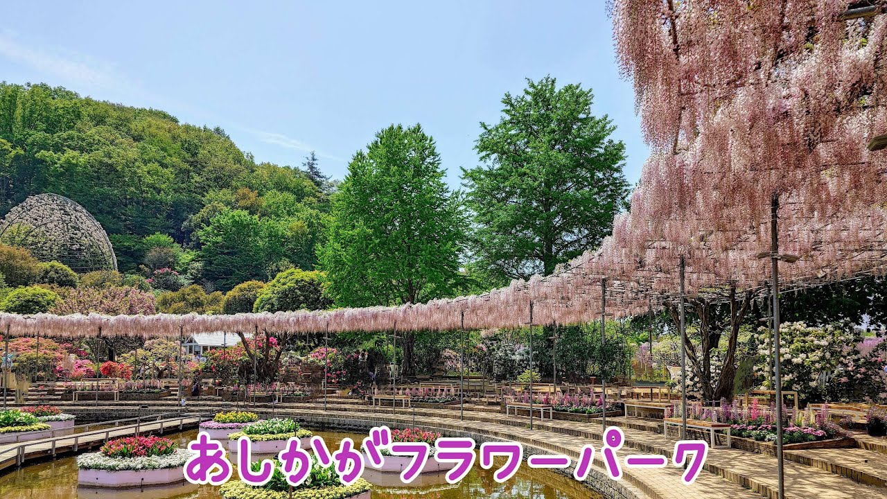 20250422 あしかがフラワーパーク🌺うす紅藤・むらさき藤・ツツジ🌺