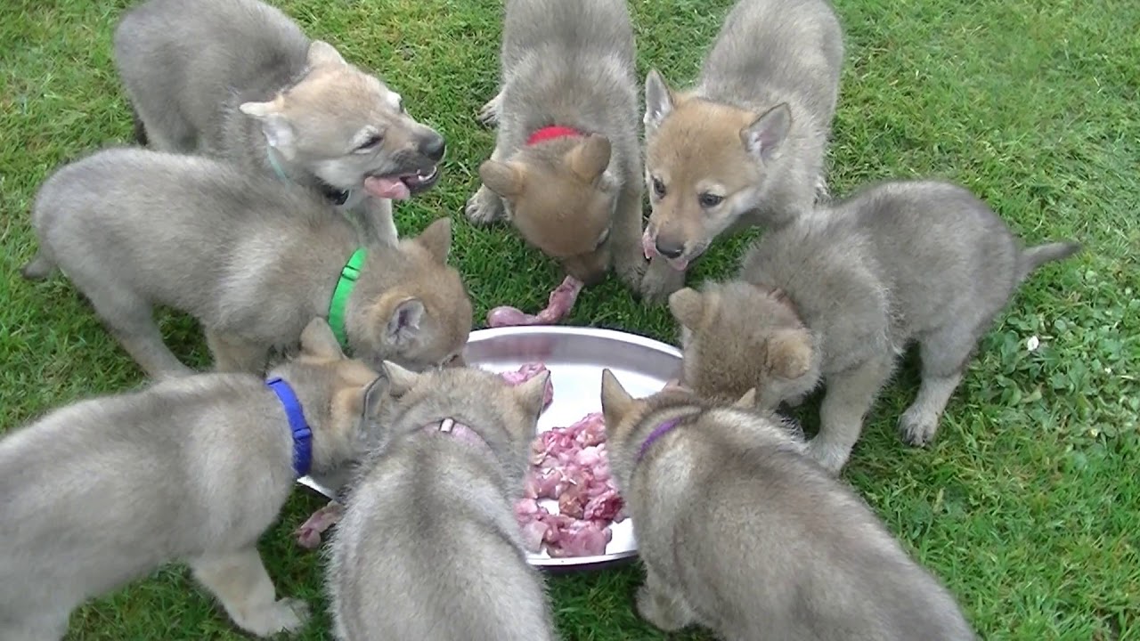 Portée Ladybelle & Izaak : nos chiots chiens-loups tchécoslovaque ont 37 jours  08.04.18