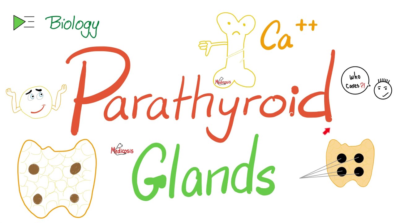 Przytarczyce - Parathormon (PTH) - Wapń - Układ hormonalny