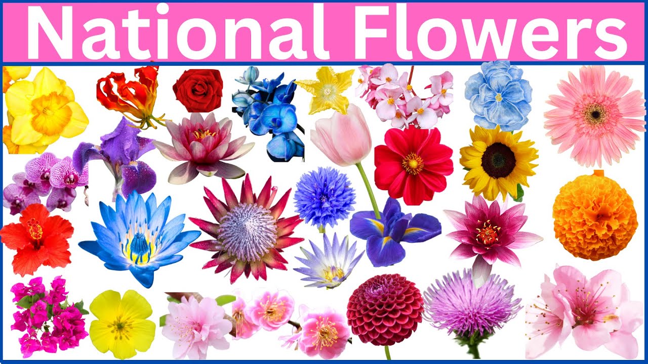 Flowers That Represent Their Countries REVEALED!