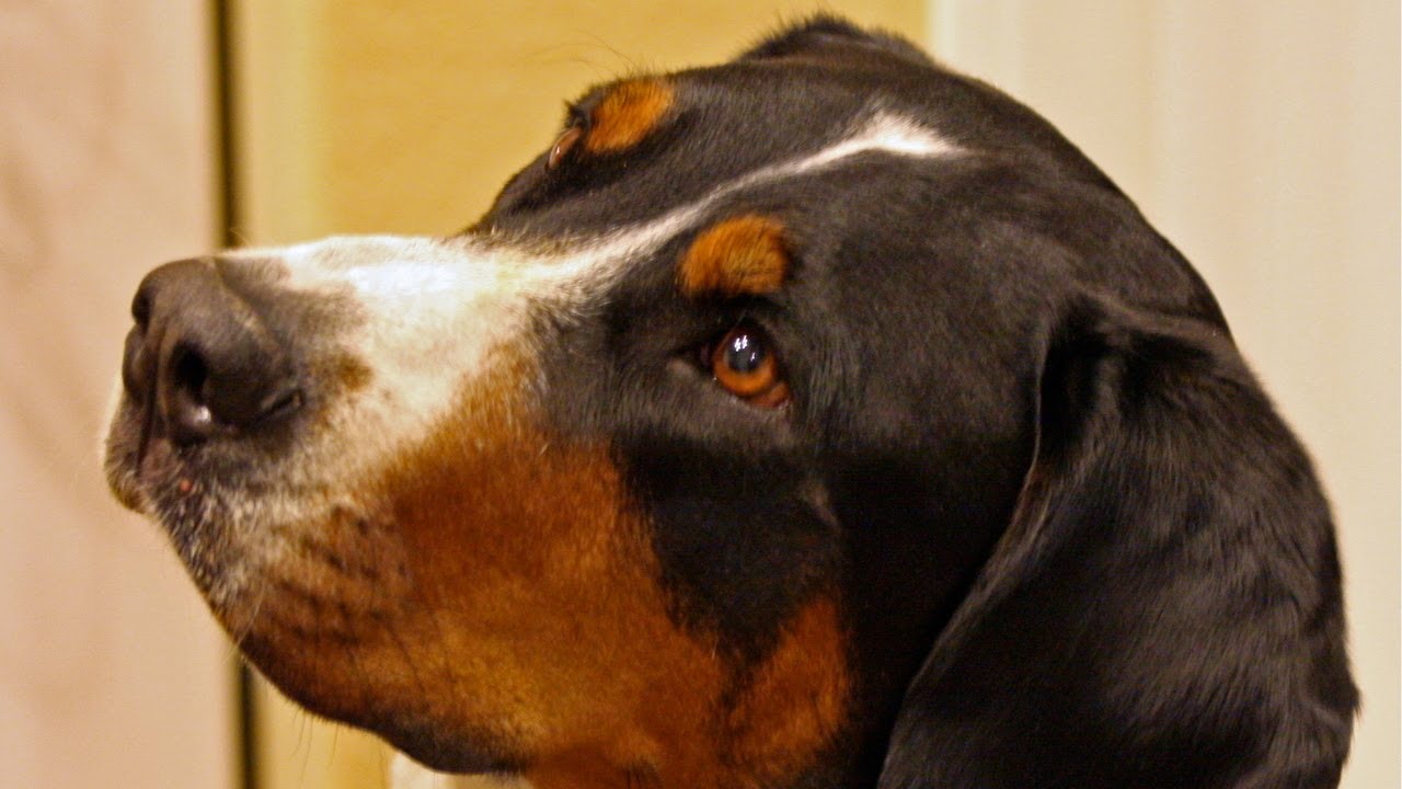 12 Shocking Reasons You Should NEVER Get a Greater Swiss Mountain Dog! 🐶❌
