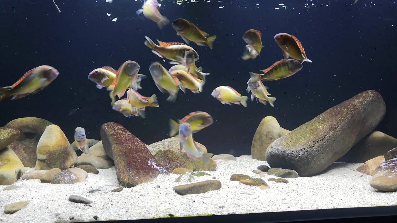 Tropheus moorii Red Rainbow Kantalamba WF