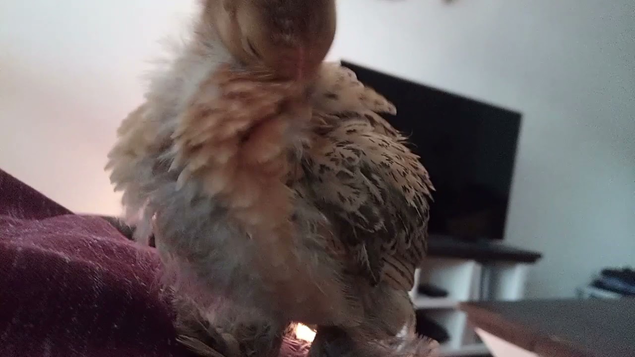 Onze Cochin kriel huiskip van kuiken tot kip