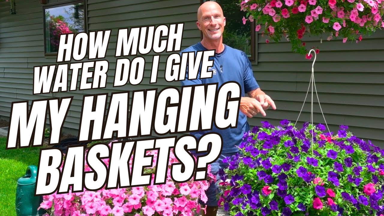 How Much Water Should You Give Your Hanging Baskets? #hangingbasket #hangingbasketplant