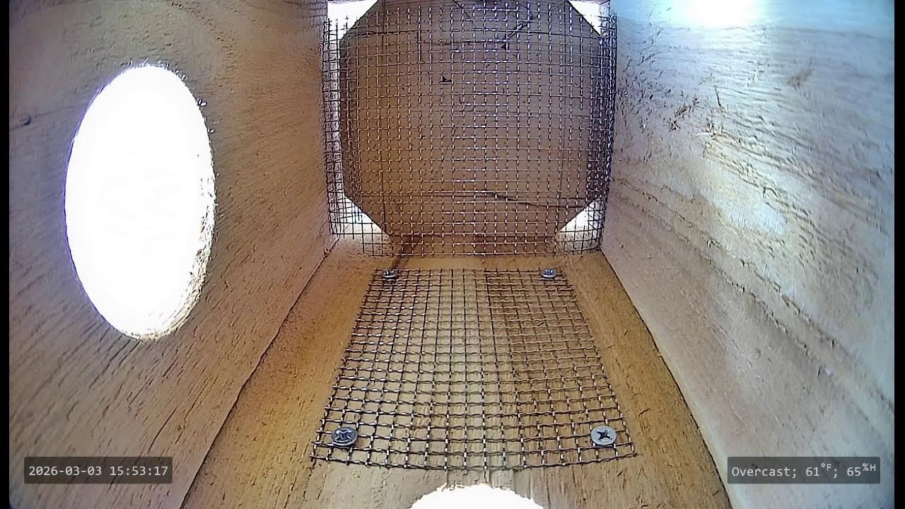 Nest Cam 2026 | Eastern Bluebirds started nesting....I think