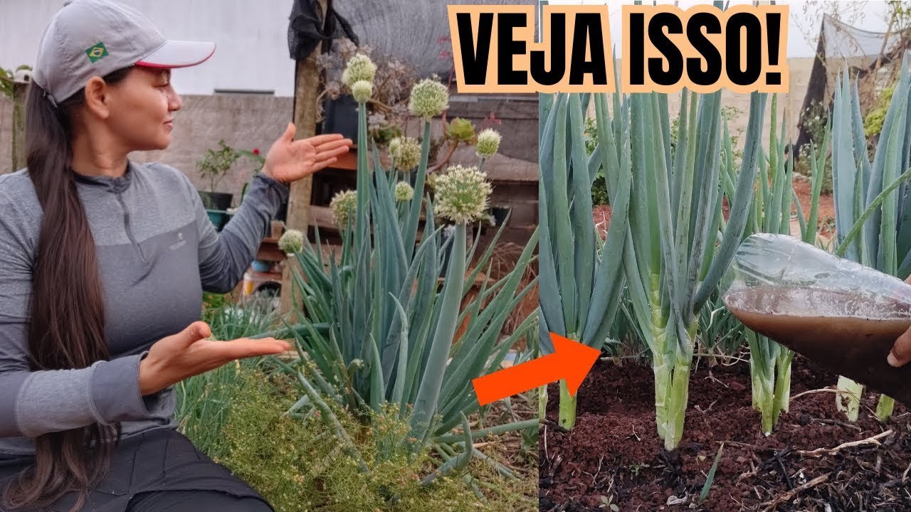 O MELHOR ADUBO PARA ENGROSSAR CEBOLINHA - APRENDA A FAZER - 010 - VIDA VERDE SISTEMAS SUSTENTÁVEIS