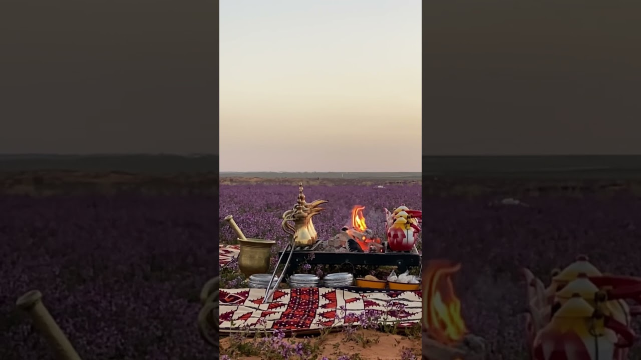 جولة لربيع عام 1444 خزامى وصفار وربيع فاخر ولقط فقع الخميس 11 رجب 1444 #السعودية #ربيع