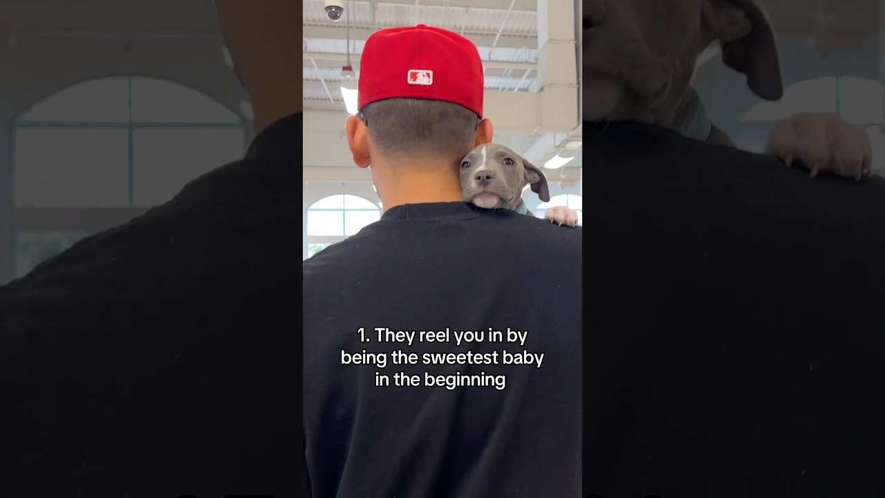 The stages of owning a pit bull puppy 🐶❤️ #puppy #puppies #short #shortvideo #cutebaby