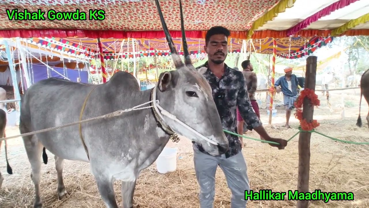 Top ಹಳ್ಳಿಕಾರ್ ಹಸುಗಳು | #topquality #cows #hallikar #viralvideo #bull #hallikarmaadhyama #vishakbrand