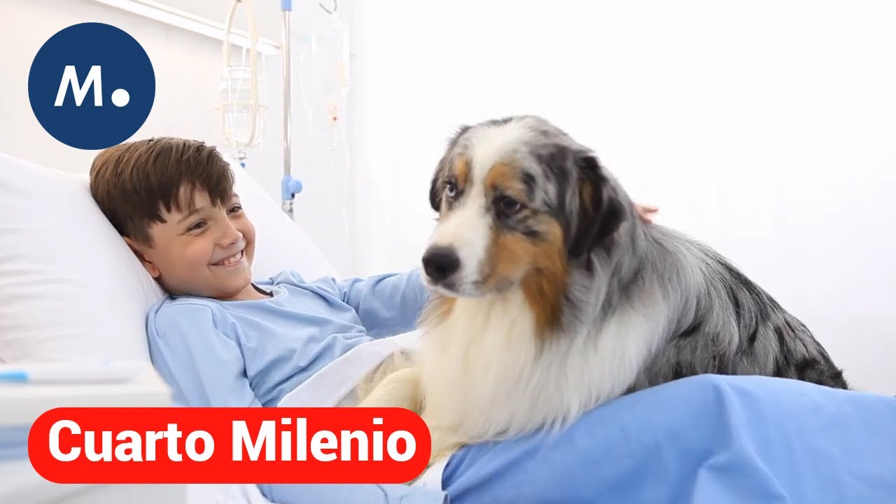 Así es el cerebro de perros y gatos: pueden detectar enfermedades en humanos y anticiparse a ellas