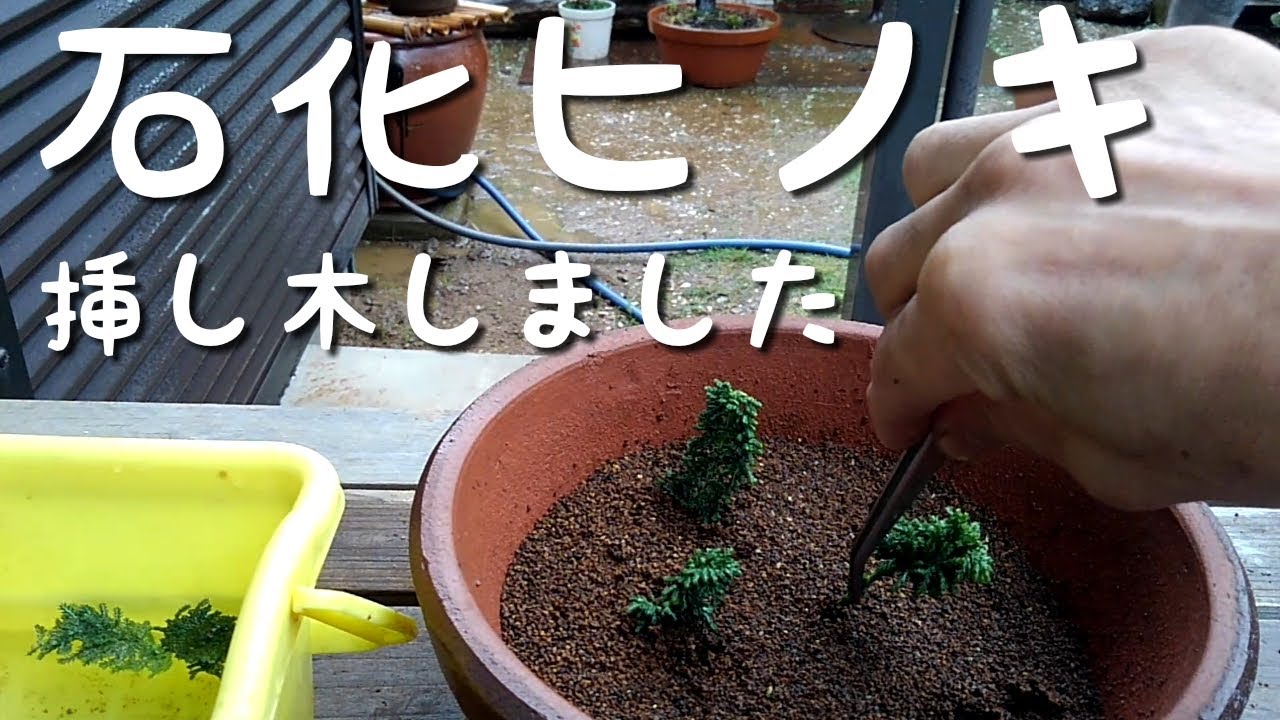 石化ヒノキ　挿し木しました(盆栽・初心者の方向け)