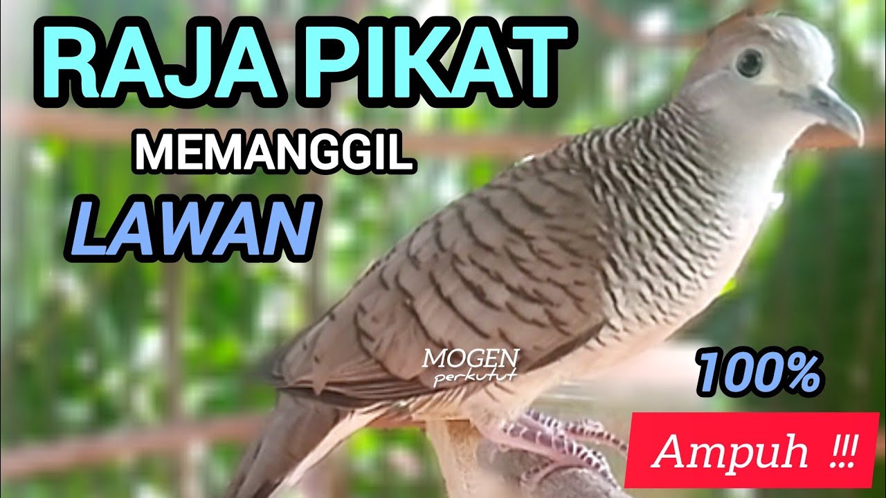 Perkutut Lokal Gacor||Raja Pikat Paling Ampuh Bikin Semua Perkutut Nyaut Gacor||Suara Ngeristal 