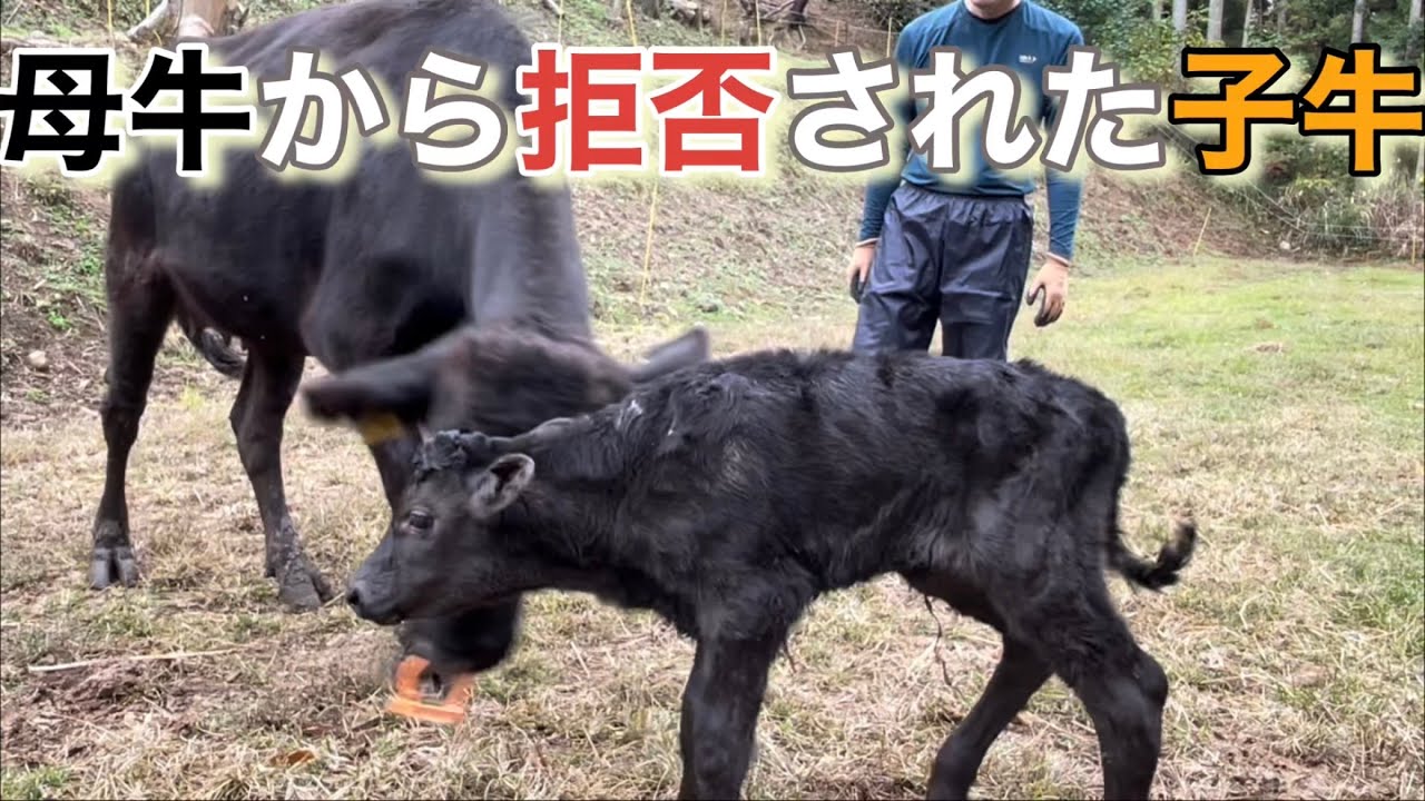 赤ちゃんを蹴る母