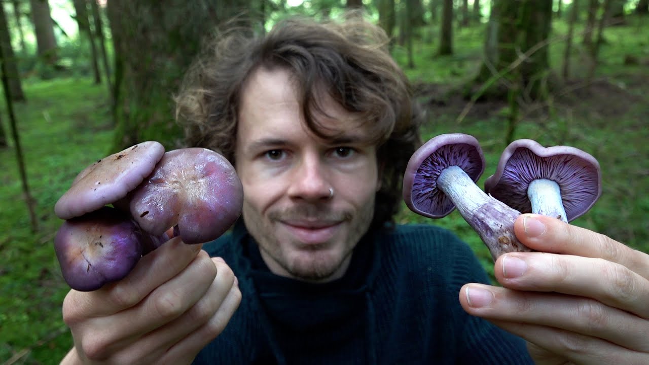 Es pilzt gar pilzig - Pilze sammeln im Oktober