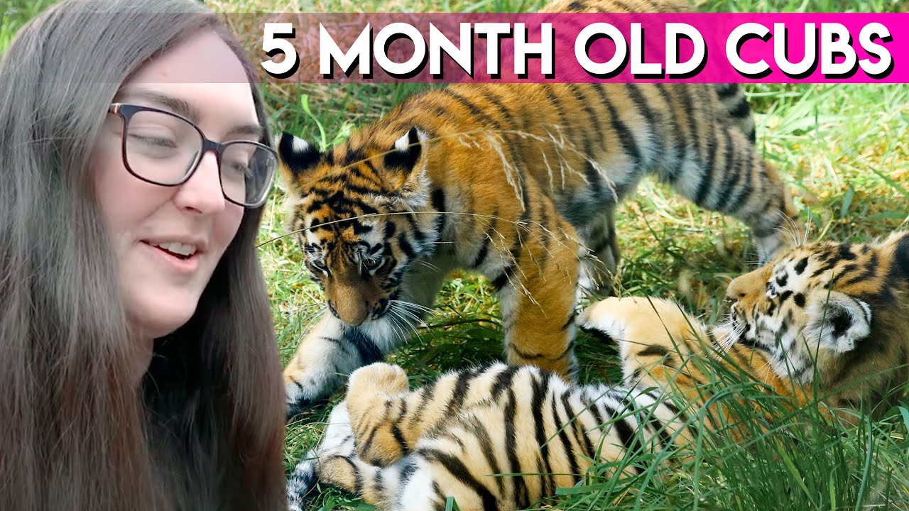 Visiting Scotland's TIGERS ✶ Highland Wildlife Park