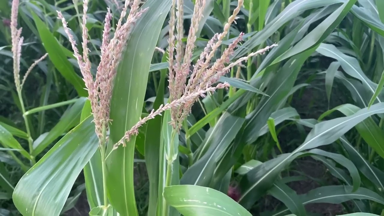 Morphology of Corn Flowers Plants by Secrete Paradise