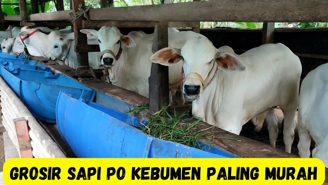 Promo Free ongkir Grosir Sapi PO kebumen|Ready Stock Pedet PO Kebumen