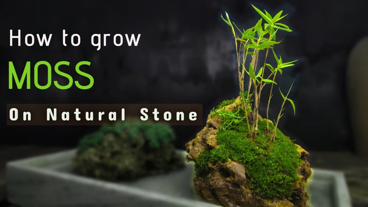 How to grow MOSS On Natural Stone