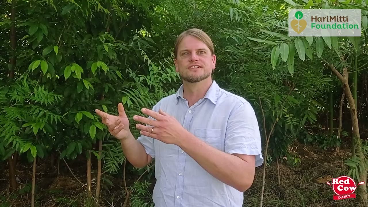 Miyawaki Forest: A journey of 4 years