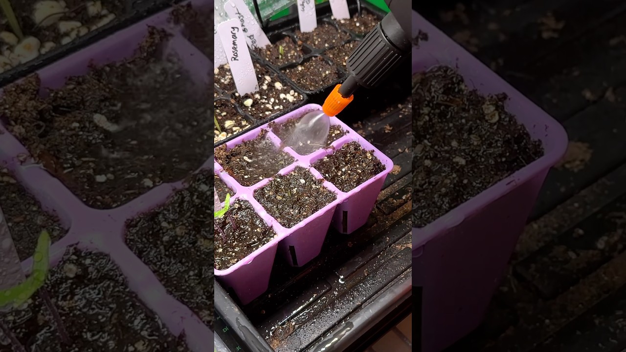 Never skip these DAILY pepper seed starting tasks