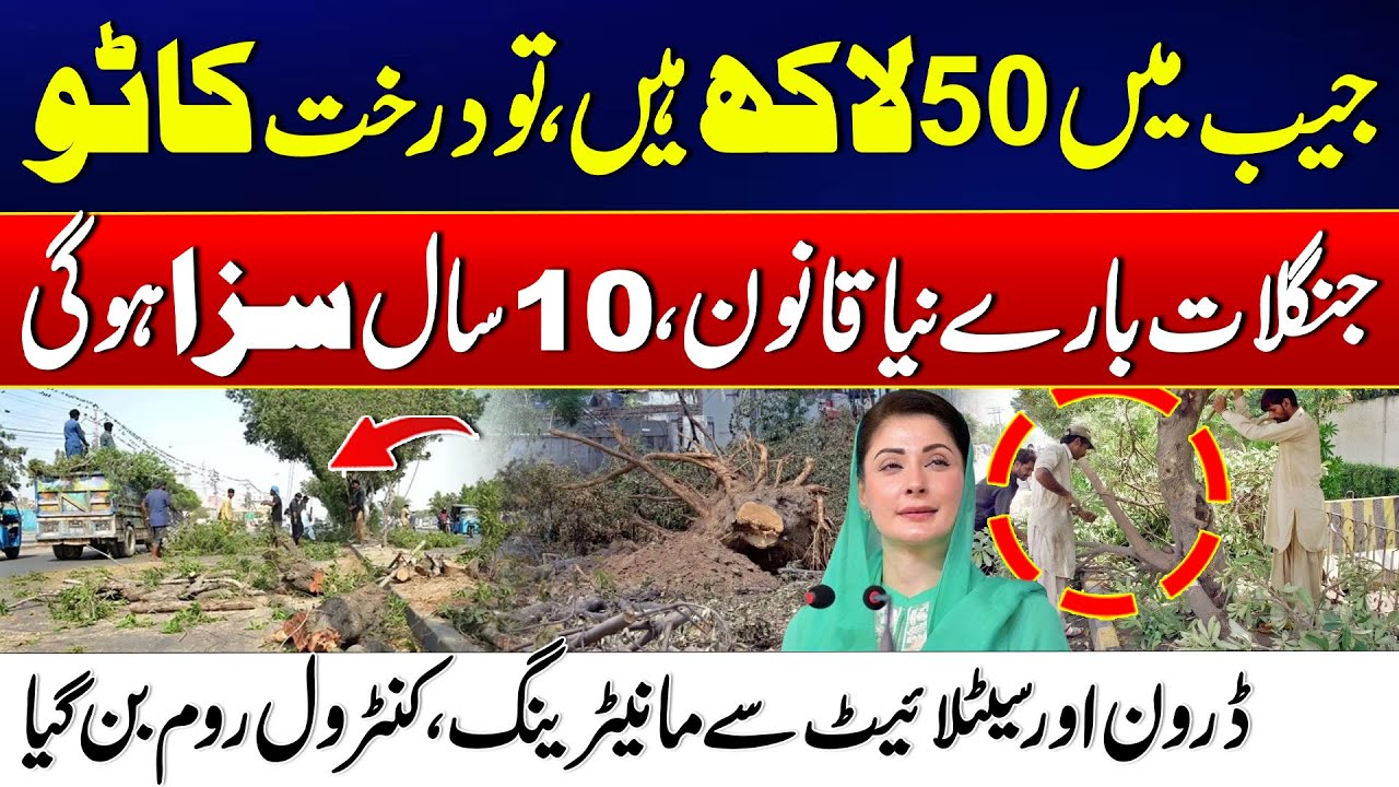 New Forest Law: Cut a Tree and Face 10 Years in Jail Plus Heavy Fines! | 24 News HD