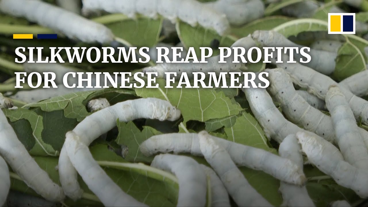 Silkworm breeding reaps profits for farmers in southwest China