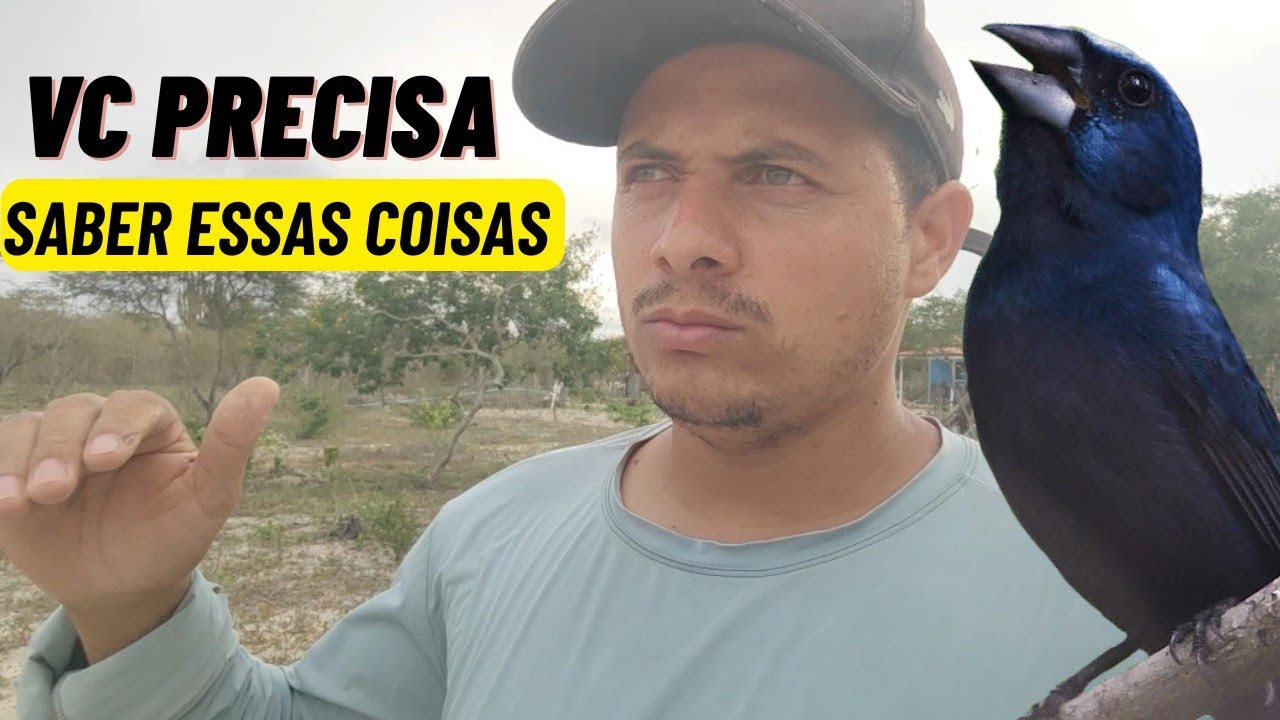 Algumas coisas que você precisa saber sobre azulão para começar do jeito certo