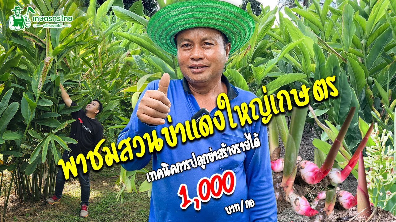 พาชมสวนข่าแดงใหญ่เกษตร เทคนิคปลูกข่า 1,000 บาท/กอ #ข่าเกษตรแดงใหญ่ #ข่า