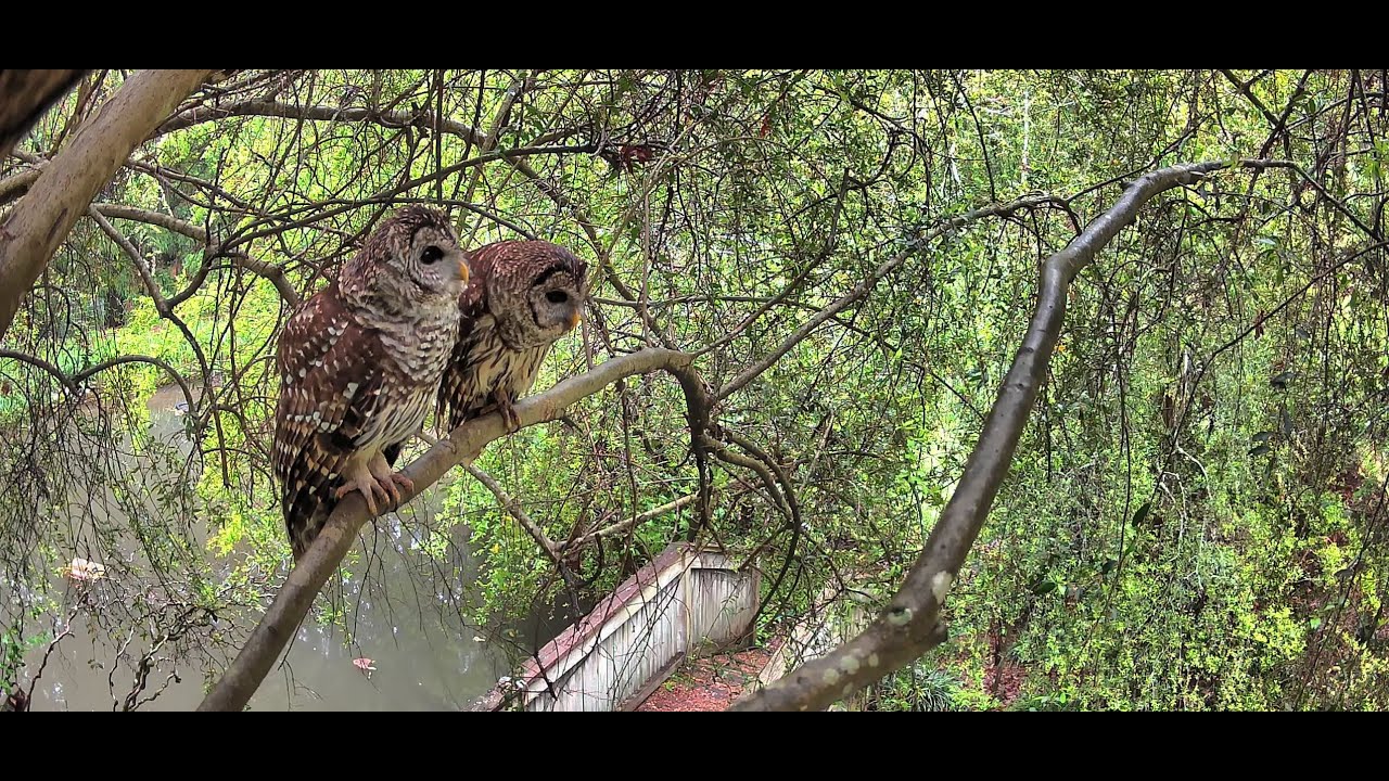Live Barred Owl Cam | Live Stream | June 12, 2025