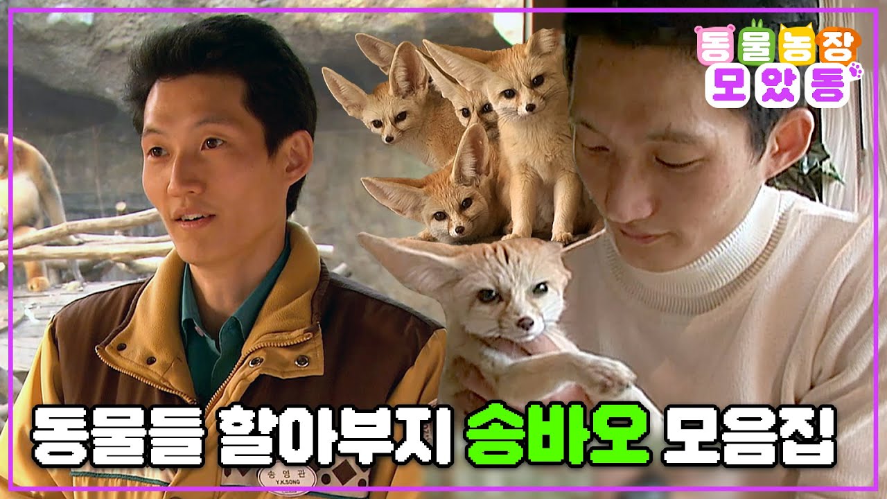 [#모았동물농장] 푸바오 할아부지 송바오🐼 송영관 사육사와 함께한 동물 모음집🦊🐵❤️ #TV동물농장 #AnimalFarm #SBSstory