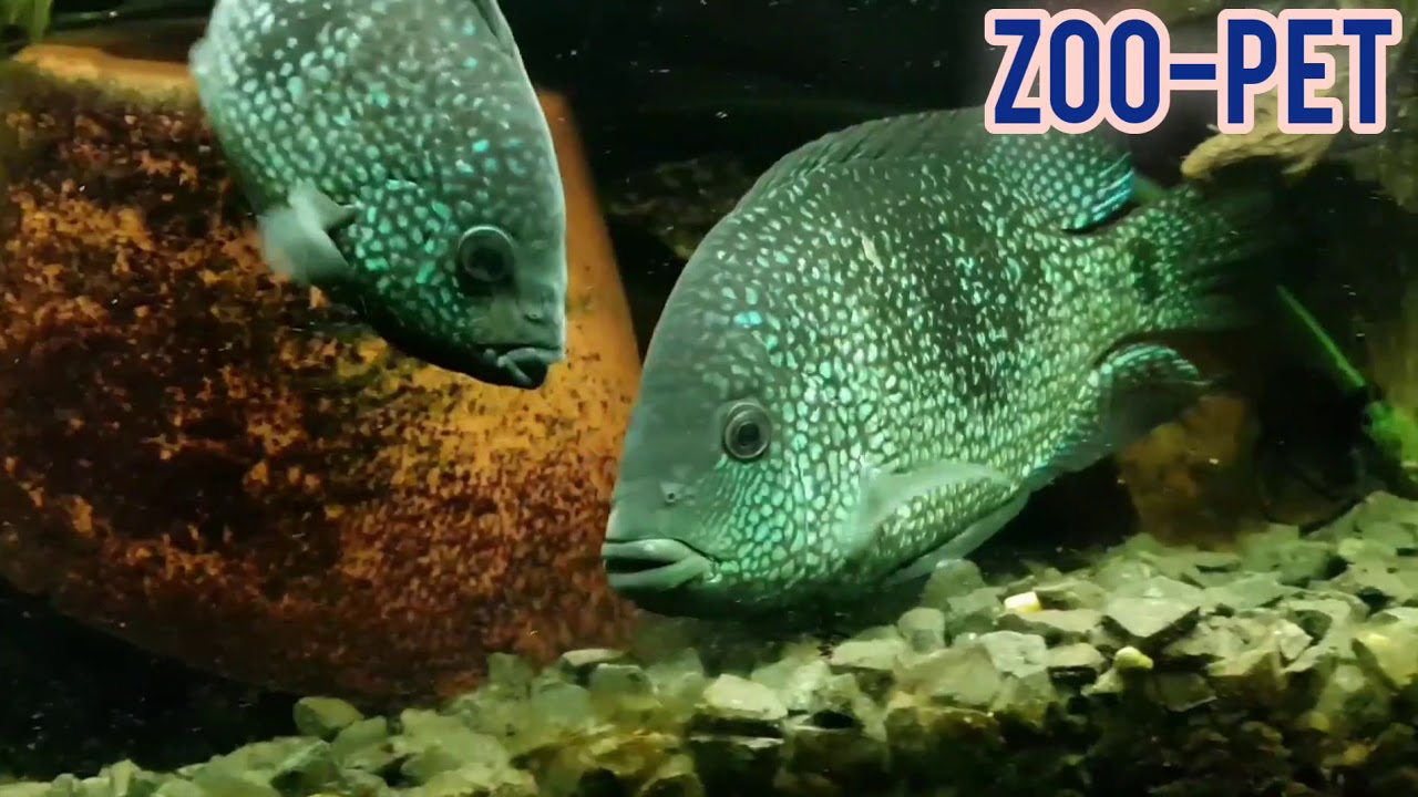Texas cichlid ❤  🐟  ترقبو هذا الأسبوع حلقة خاصة بسمكة التكساس