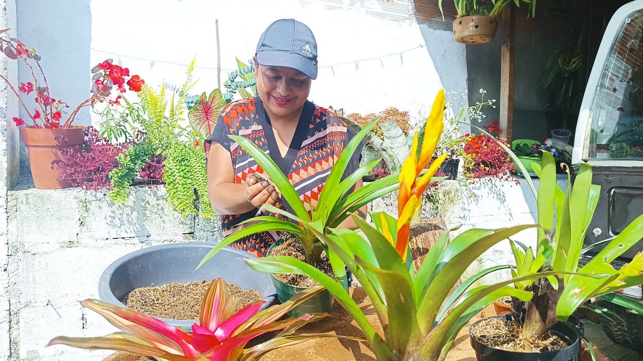 Mis Bromelias necesitaban mantenimiento y Nuevo sustrato