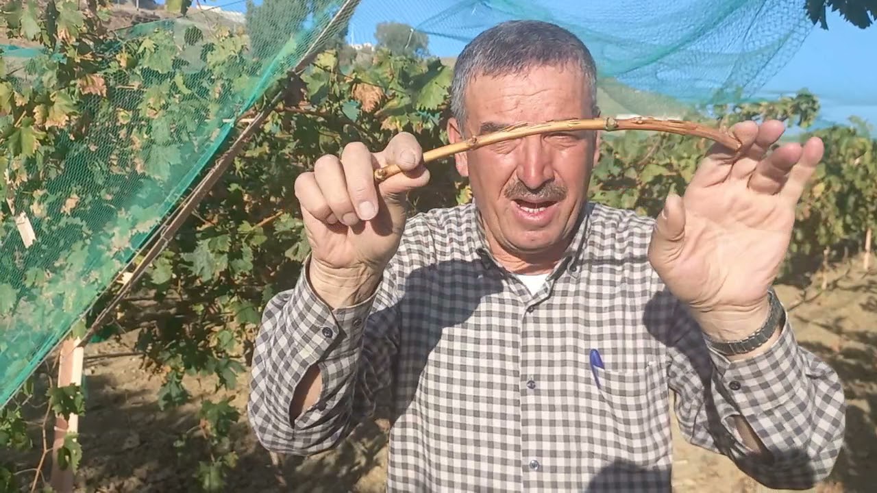 طريقة معرفة تخزين المواد الكربوهيدراتية داخل شجرة العنب