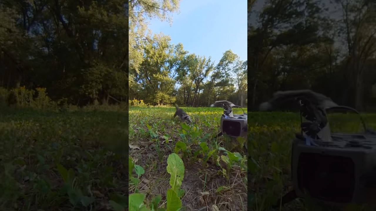 These things are crazy. So much fun calling raccoons. #foxpro #raccoon #coyote #hunting #wildlife