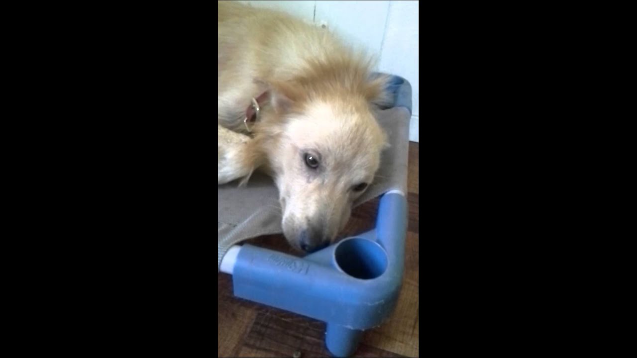 Conner Golden Retriever Tracysdog