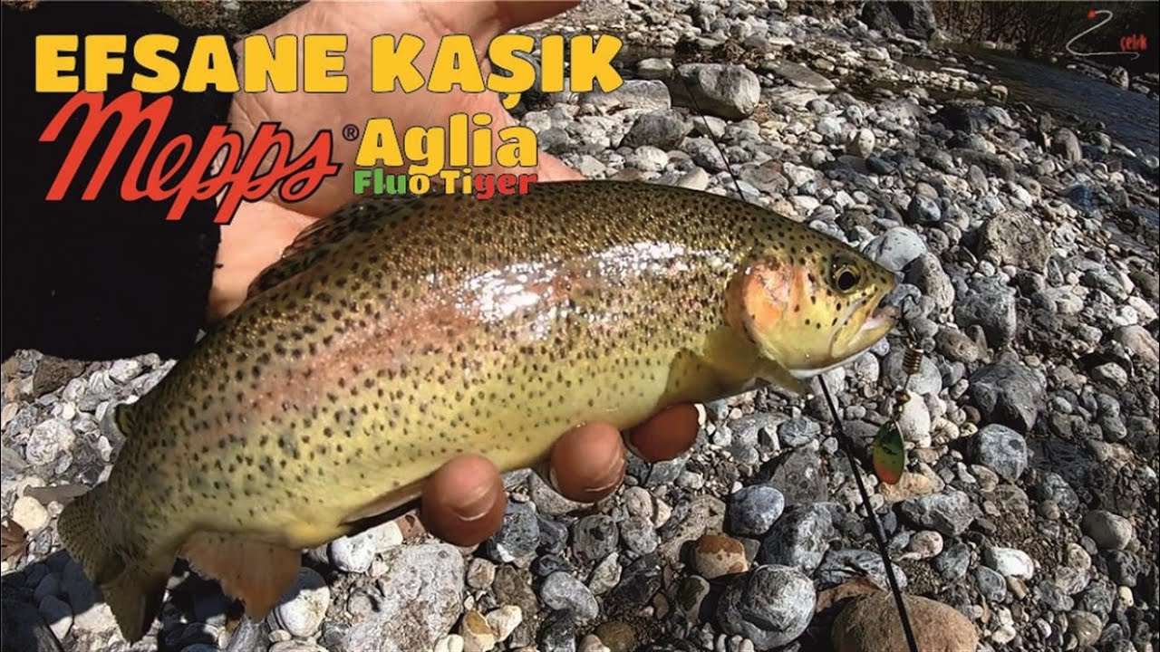 Efsane Kaşık Mepps Aglia Fluo Tiger İle Alabalık Avı