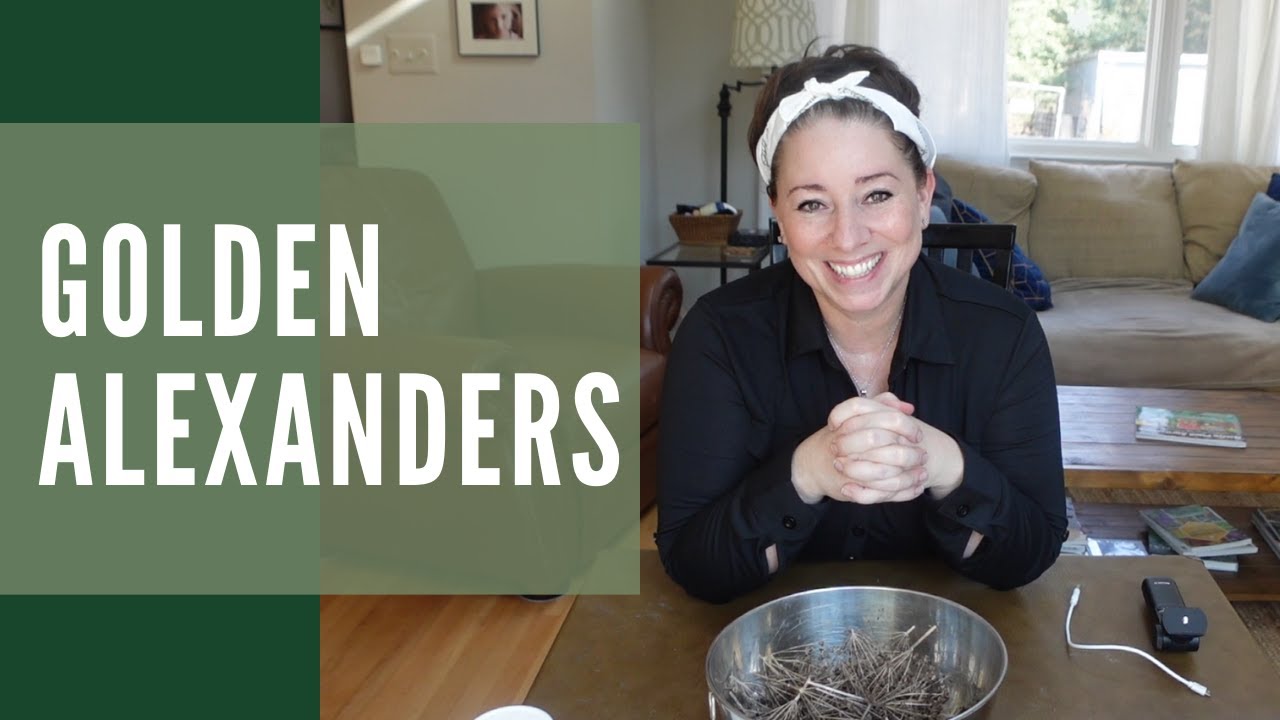 Do you want to learn more about the native plant, Golden Alexanders?