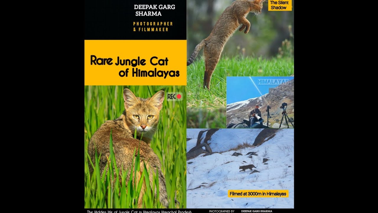 Rare Documentary &ndash;Jungle Cat of the Himalayas | Himalayan Wildlife | Himachal Pradesh Biodiversity |