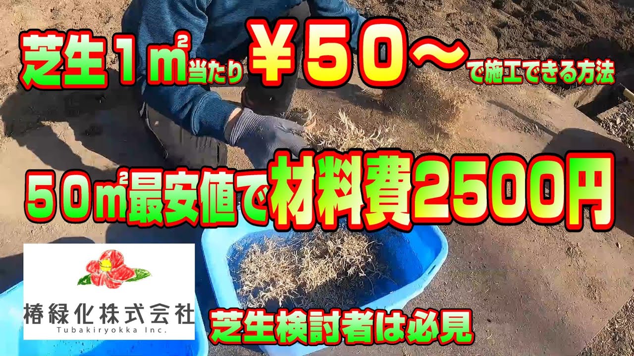 【高麗芝施工最安値】50㎡を2500円～で施工可能な方法とは？縛り条件を付けて芝生の復旧に臨みます！
