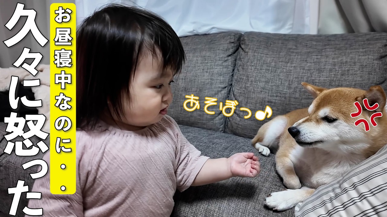構いたくて我慢できない1歳娘と眠たい柴犬にやりとりが可愛過ぎましたwww