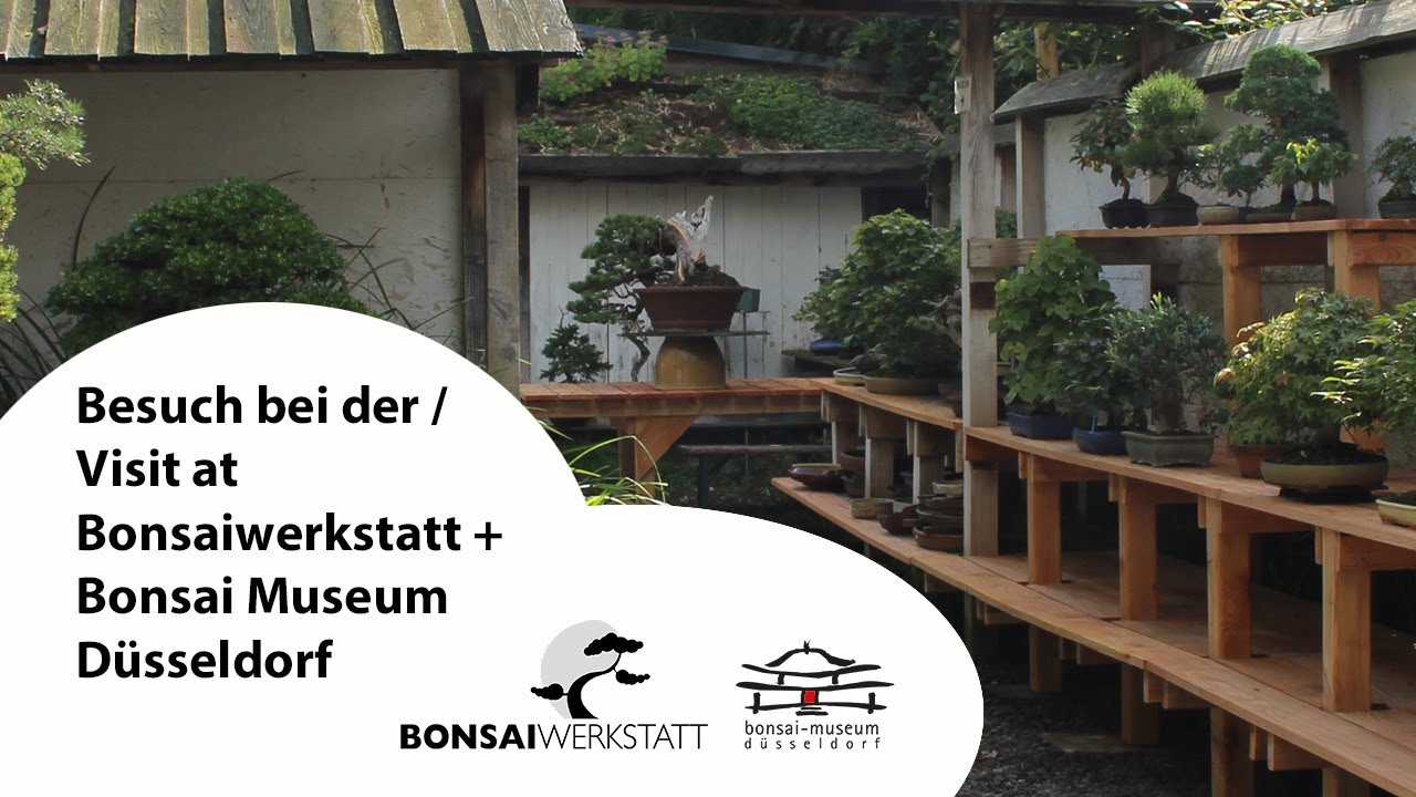 Besuch der Bonsaiwerkstatt und Bonsai Museum Düsseldorf
